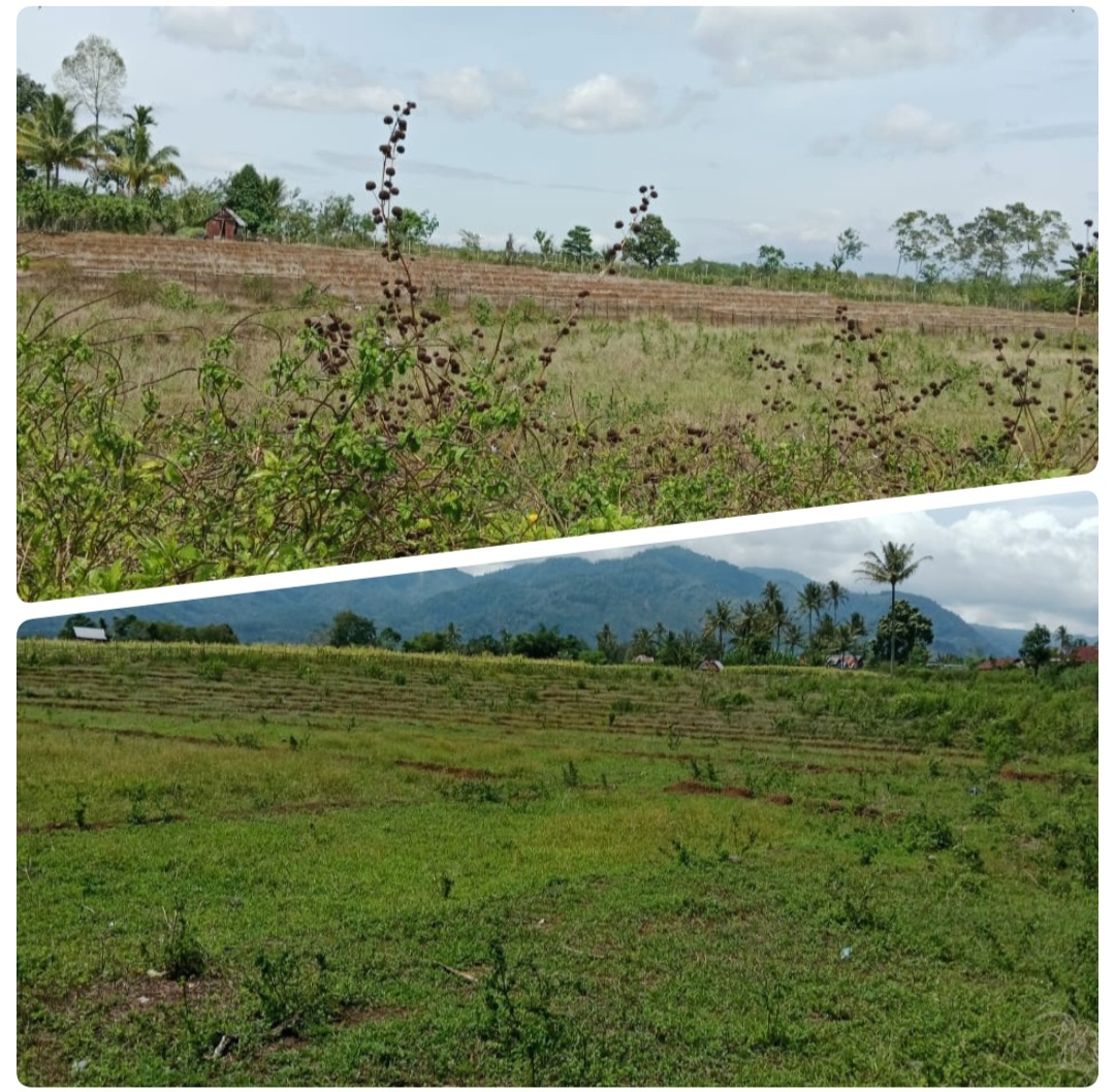 Waduh, Ratusan Hektar Sawah Di Kabupaten Lahat Ini Mengalami Kekeringan Petani Rugi Ratusan Ton