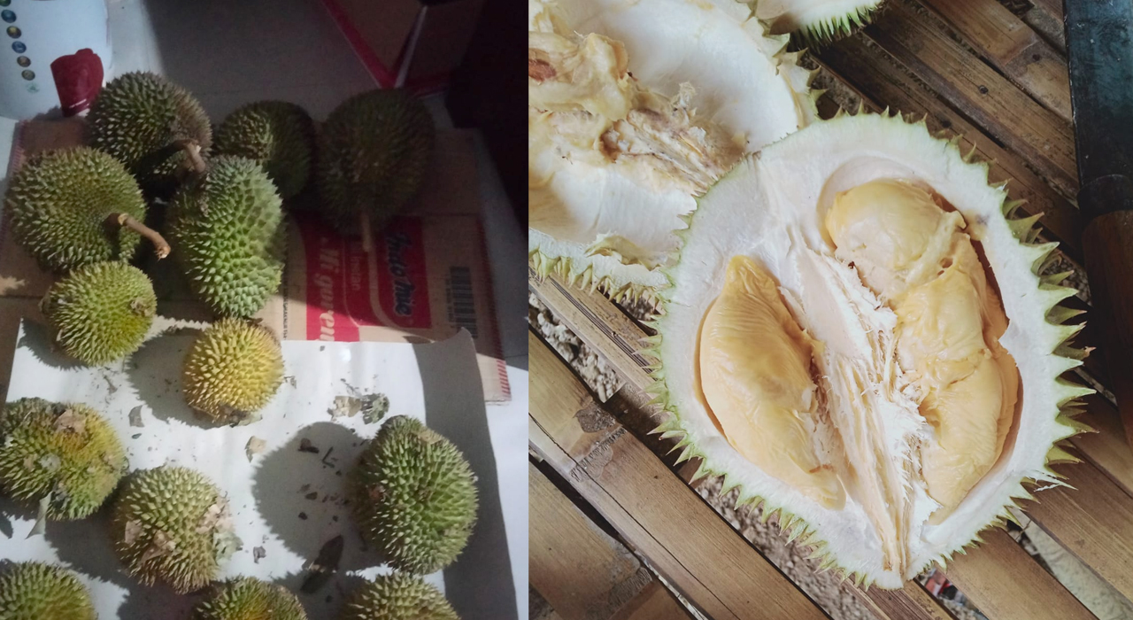 Siap siap Musim Durian di Lahat, Buah Durian Kikim Mulai Masak, Warnanya Kuning 