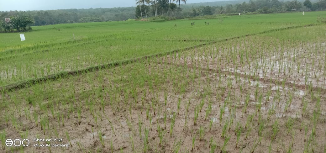 Gawat, Sawah Warga di Kabupaten Lahat Seluas 260 hektar Terancam kekeringan Karna Hal ini