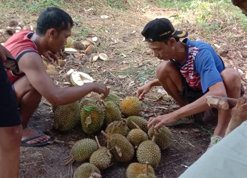 Beli Buah Durian Borongan Lebih Murah di Kerung