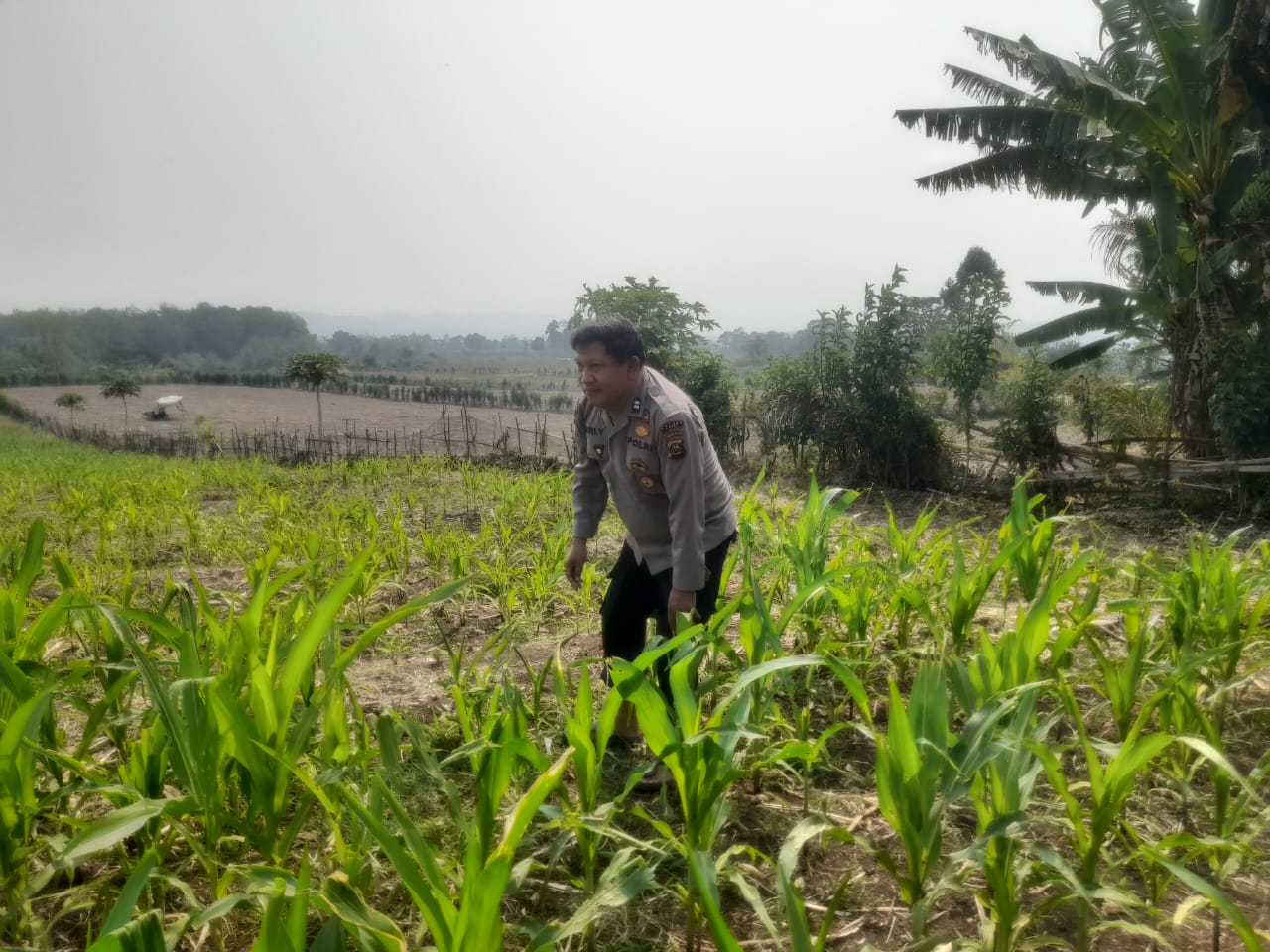 Bhabinkamtibmas Polsek Mulak Ulu Pantau Tanaman Jagung 1 Hektare di Desa Geramat