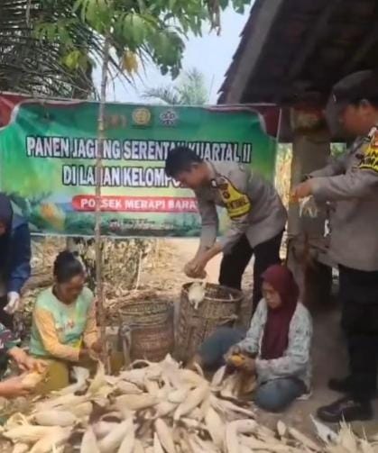 Panen Jagung 1 Hektare di Desa Tanjung Pinang, Polsek Merapi Barat Perkuat Ketahanan Pangan