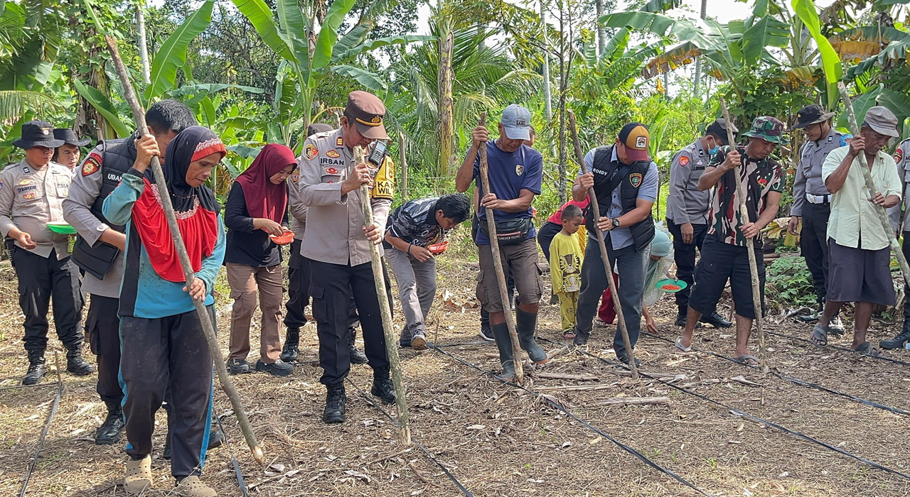 Polsek Merapi Barat Tanam Jagung di Gunung Kembang, Realisasikan Program Ketahanan Pangan