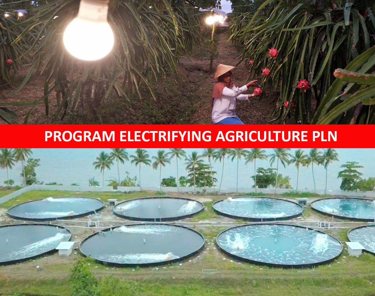 PLN Mampu Buat Petani Indonesia Naik Kelas melalui Program Electrifying Agriculture