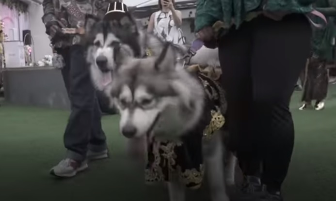 Masyarakat Jogyakarta Desak Pernikahan Anjing dengan Adat Jawa Proses Secara Hukum