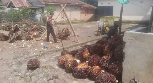 Petani Kelapa Sawit Mekar Jaya Lagi Bahagia