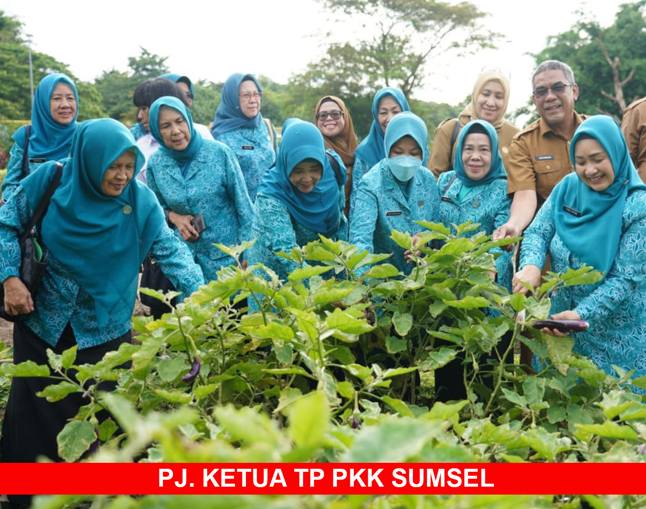 Pj Ketua TP PKKK Sumsel Tyas Fatoni Panen Sayur di Kitchen Garden JSC Palembang, Edukasi Tekan Inflasi