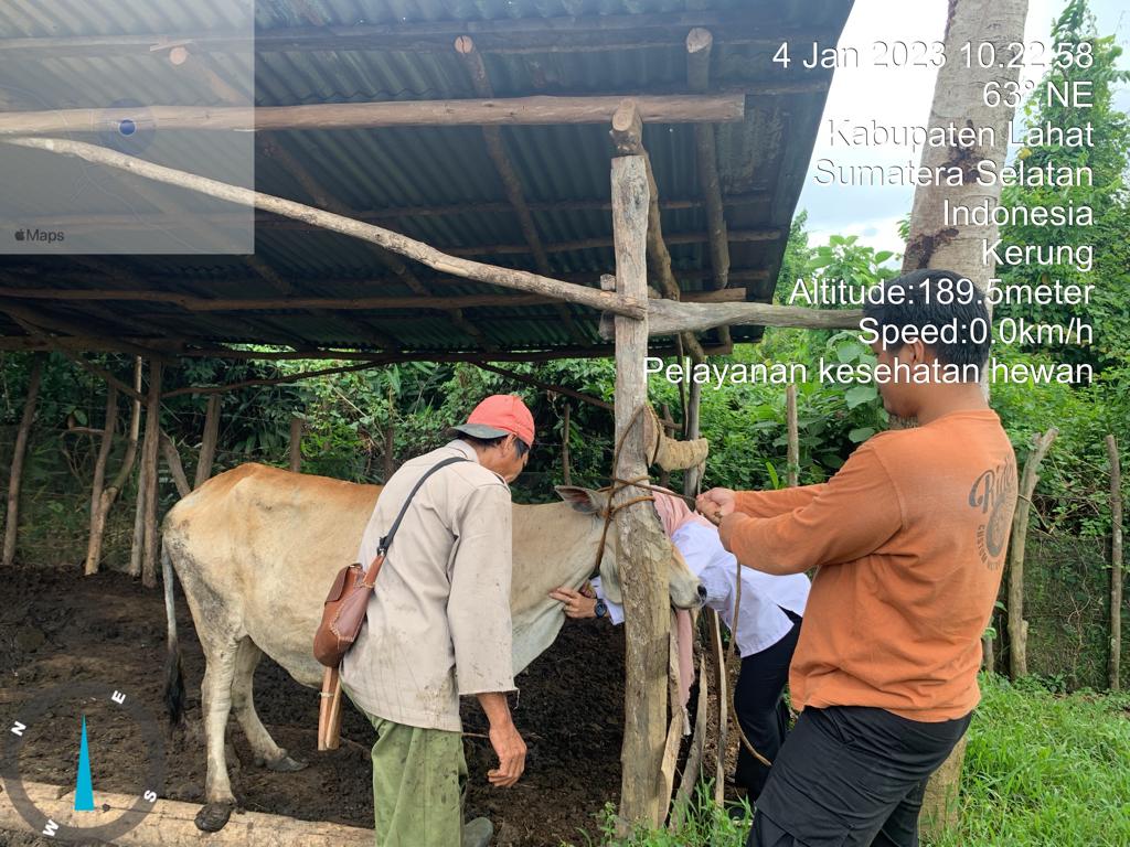 Viral di Kabupaten Lahat mengenai cacar sapi, Berbahayakah?  Cek disini selengkapnya