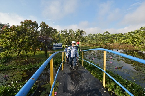 Bukit Asam Manfaatkan Akar Wangi untuk Bersihkan Air Asam Tambang