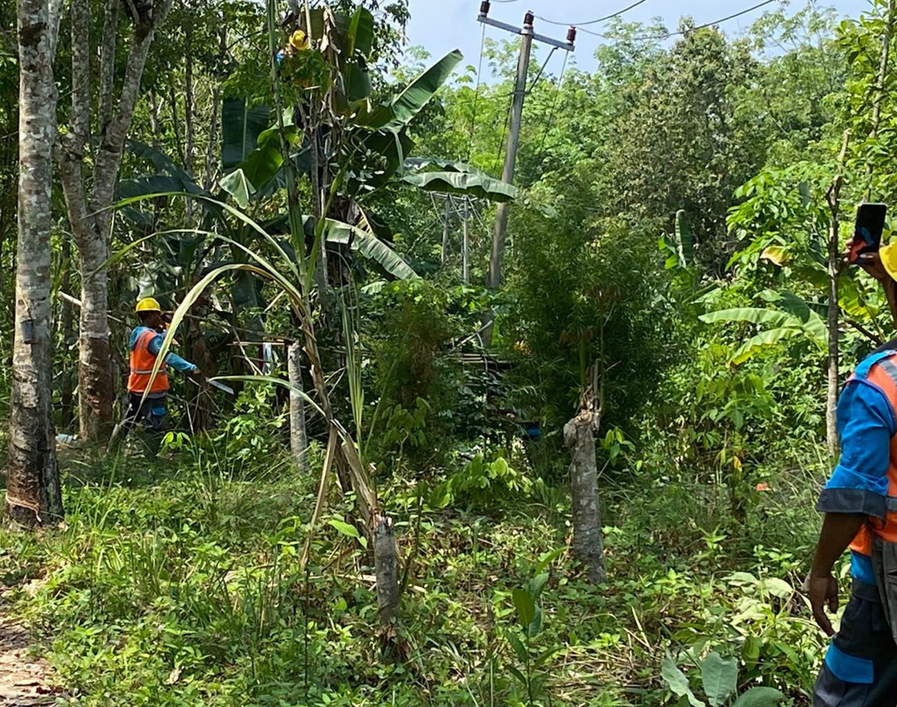 PLN Lahat Eksekusi Tanam Tumbuh Penyebab Gangguan di Muara Dua