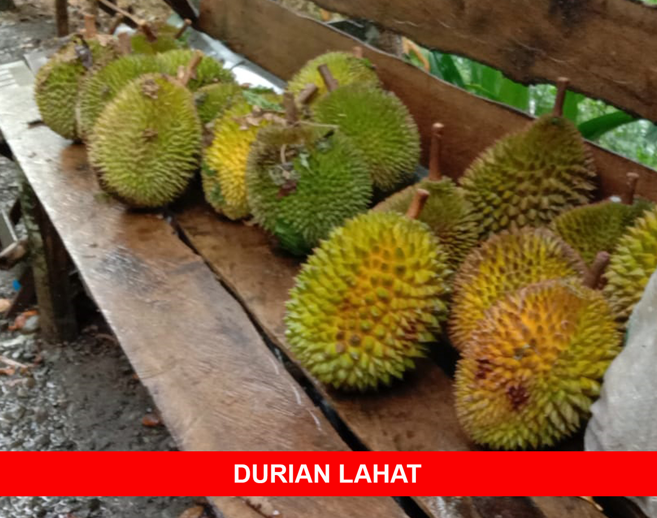 Harga Durian Lahat Bisa Tawar Menawar, Tergantung Ukuran Besar Kecil Buah