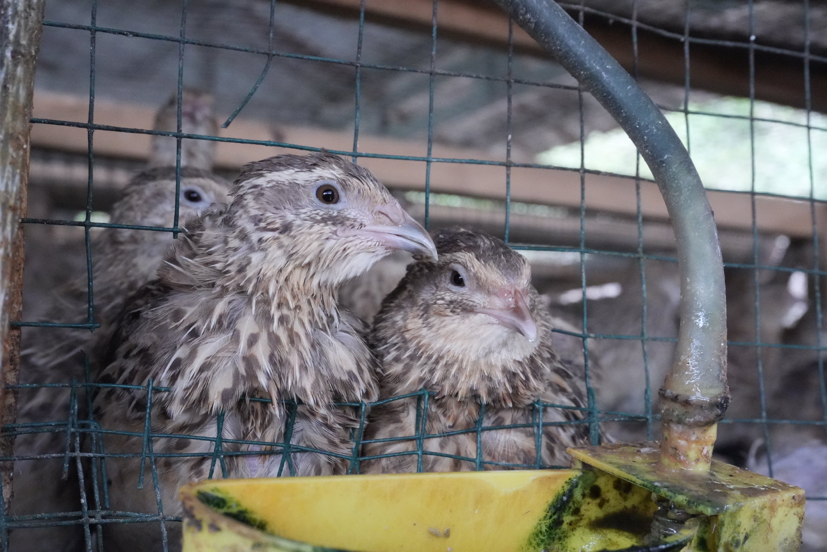 Lewat Program Desa Impian, Puyuh Jadi Jalan Keluar Penambang Ilegal