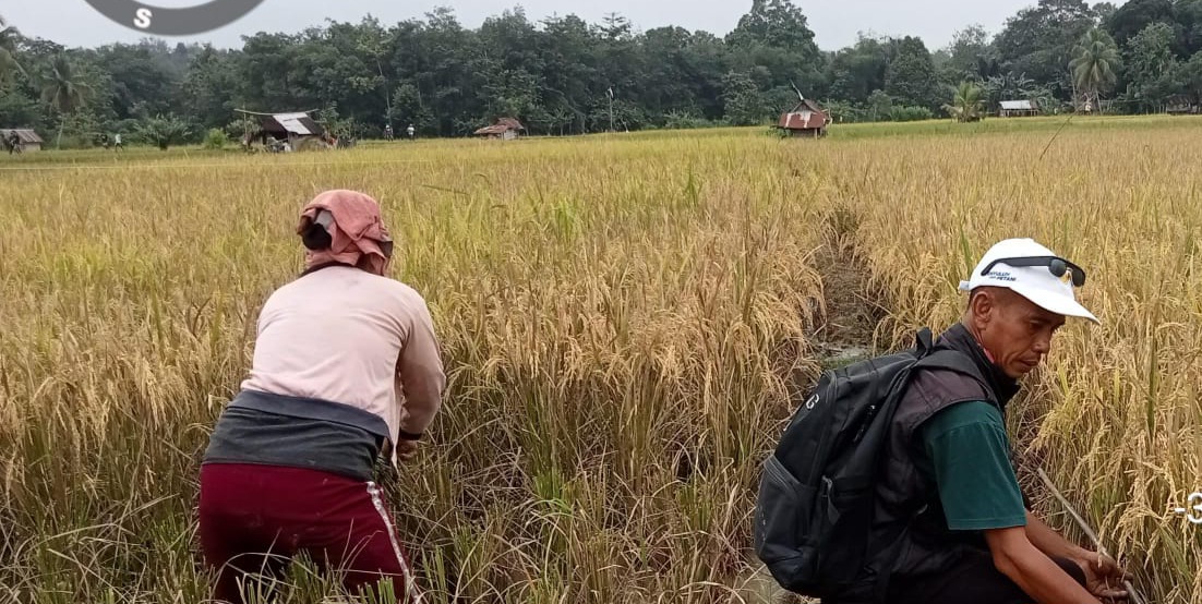 Mantap, Petani Desa Gunung Kembang Berhasil Tingkatkan Produksi Padi Ini Faktor Keberhasilannya