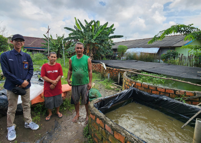 Sempat Jatuh, Usaha Ternak Lele Binaan Bukit Asam (PTBA) Bangkit dan Berkembang