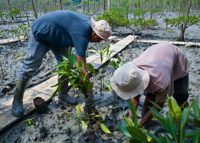 Kisah Masyarakat Pasir Sakti: Dulu Terkikis Abrasi, Kini Tumbuh Mangrove yang Menghidupi