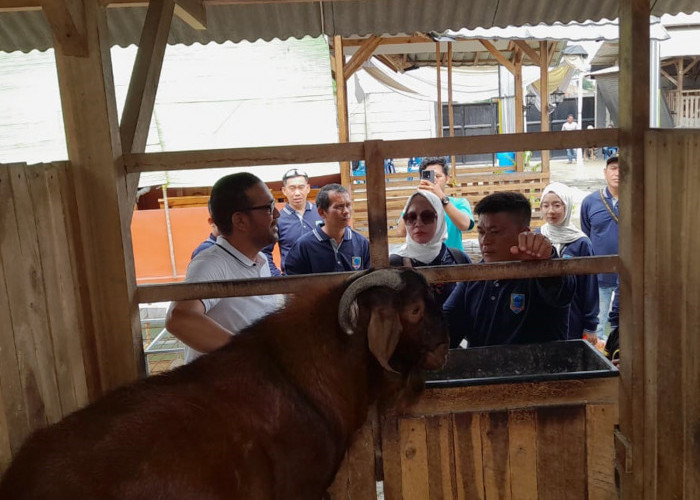 Dari Kotoran Kambing Cukup Bayar Gaji Karyawan, Studi Tiru Pemdes Tanjung Payang ke Peternakan Kambing Lampung