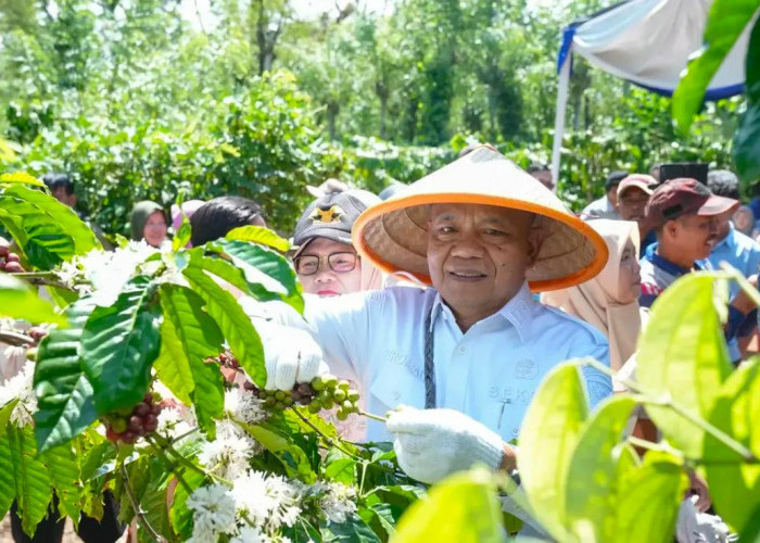 Sekda Izromaita Dorong Kopi dan Lada Dongkrak Perekonomian Masyarakat