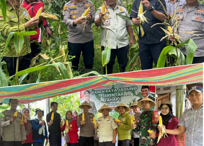 Panen Jagung Serentak Se Indonesia Bersama Polsek Merapi Polres Lahat Bahkan Live Streaming