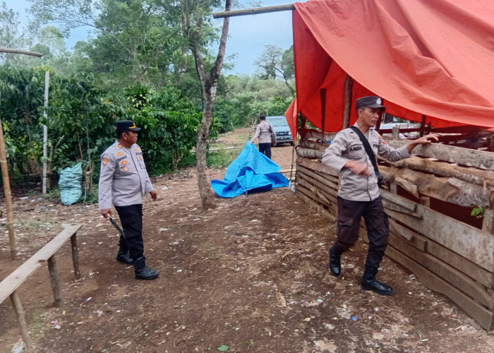 Polsek Pajar Bulan Bongkar Arena Sabung Ayam di Desa Pajar Tinggi