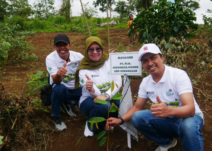 PLN UID S2JB Tanam 3.000 Pohon di Rejang Lebong, Perkuat Ekologi dan Harapan Ekonomi Warga