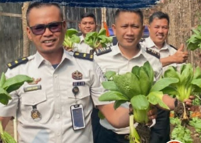 Panen Pakcoy Lapas Lahat Jadi Wujud Nyata Program Ketahanan Pangan