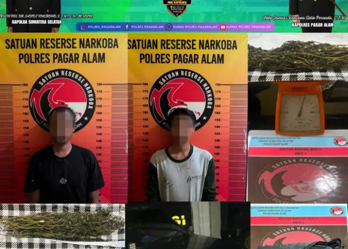 Polres Pagar Alam Gagalkan Peredaran Ganja, Dua Pengedar Diamankan Satresnarkoba