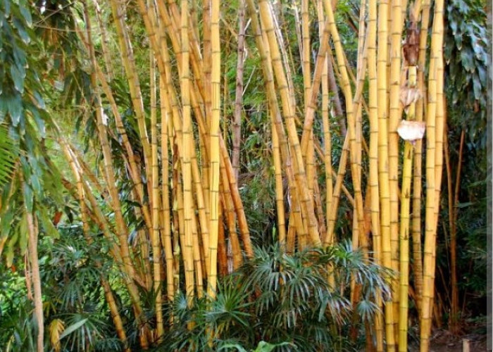 Mengenal Mitos Pohon Bambu Yang Konon Katanya Mengerikan