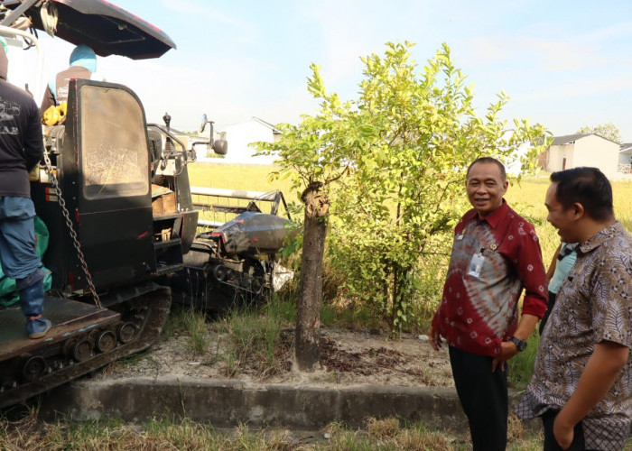 Warga Binaan Rutan Sidrap Panen 1.076 Kg Padi di Lahan SAE, Dukung Ketahanan Pangan