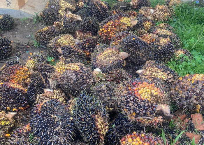 Panen Buah Sawit di Kebun Perusahaan, Warga Lahat Kepergok Security, Tim Jagal Bandit Polres Lahat Bergerak