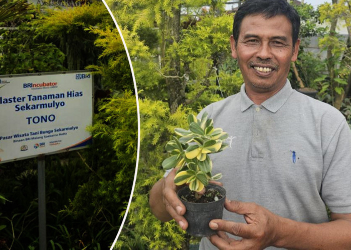 Kisah Klaster Usaha Tanaman Hias Binaan BRI, Sukses Jadi Mata Pencaharian Warga Kota Batu 