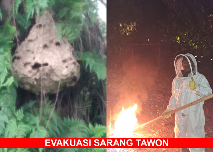 Damkar Lahat Berhasil Evakuasi Sarang Tawon di Kuburan Massal