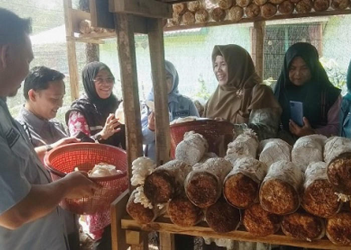 Sukses Panen Jamur Tiram di Desa Binaan, ini Harapan Management PT Bukit Asam 