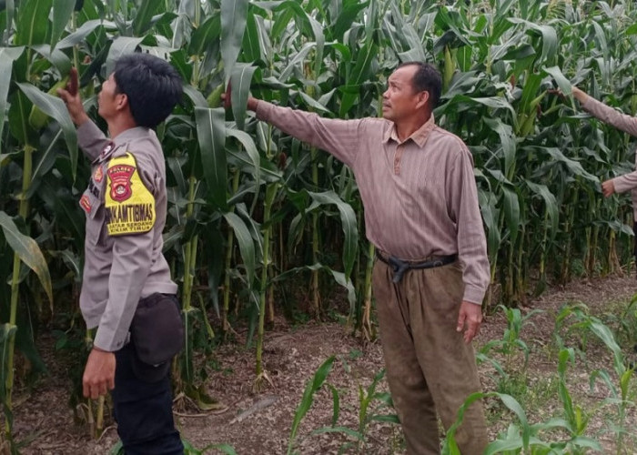 Ketahanan Pangan, Bhabinkamtibmas Polsek Kikim Timur Lakukan Pengecekan Tanaman Jagung 2 Hektar