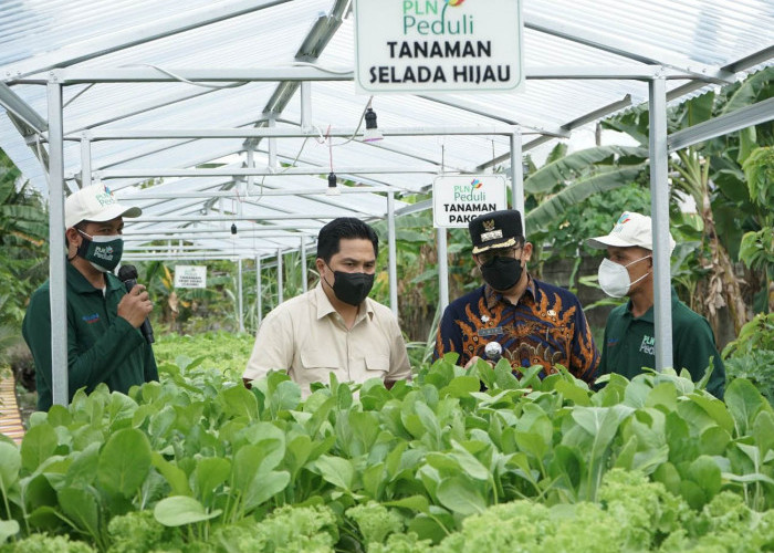 Program TJSL PLN Hidroponik Sako Baru Sukses Panen Puluhan Kilo, Menteri BUMN Erick Thohir Sempat Tinjau