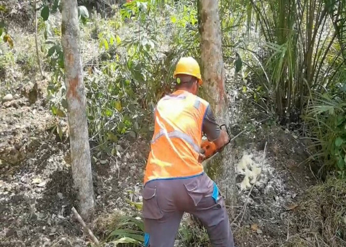 ULP Lembayung Tumbangkan 87 Pohon Penyebab Gangguan Penyulang Aries, Tindak Lanjut PKS Pj Bupati-PLN UP3 Lahat