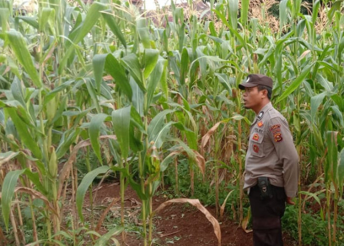 Polsek Kota Lahat Laksanakan Monitoring Perkembangan Tanaman Jagung di Desa Padang Lengkuas