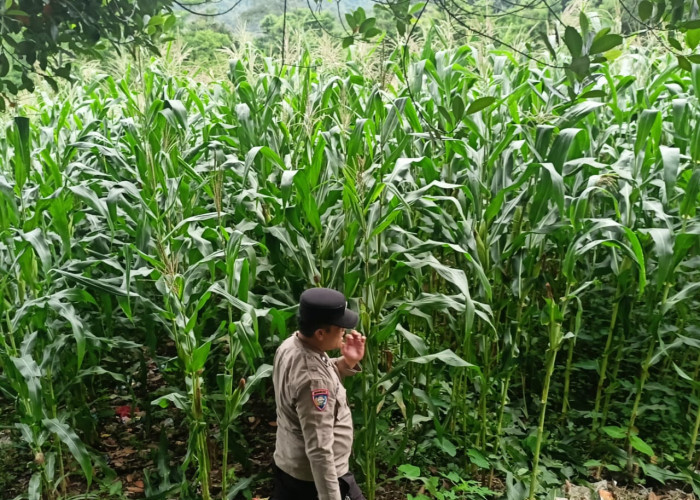 Wujudkan Ketahanan Pangan, Bhabinkamtibmas Polres Lahat Lakukan Pengecekan Tanaman Jagung di Desa Binaan
