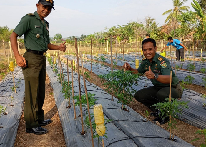 Menanam Nasib di Musim Kemarau, Kodim 0405 Lahat Tanam 1.000 Cabe, Hasilnya Mengejutkan