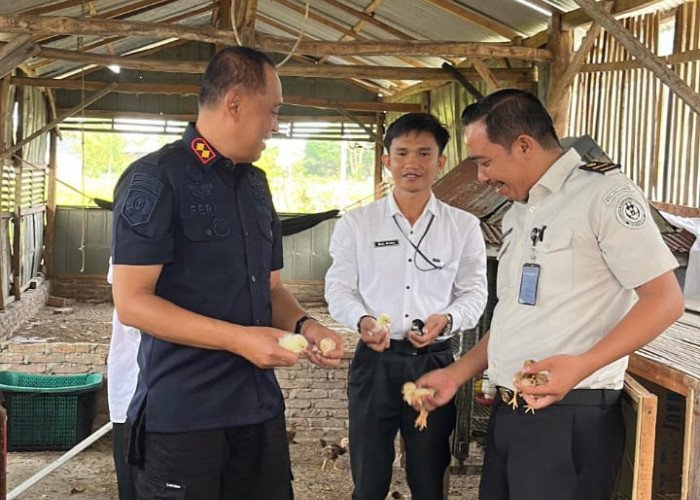 Rutan Kelas IIB Sidrap Lepas 100 Bibit Ayam Kampung Joper di Kandang SAE