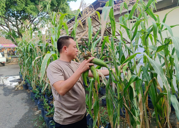 Rumah Pasti Polres Lahat Berikan Contoh Pemanfaatan Polibek dengan Tanaman Jagung