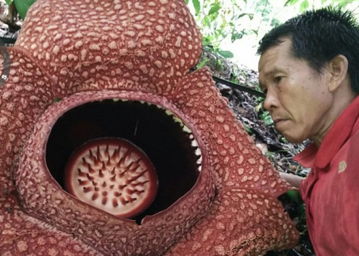 Gupardi Berhasil Budidaya Bunga Rafflesia di Bengkulu