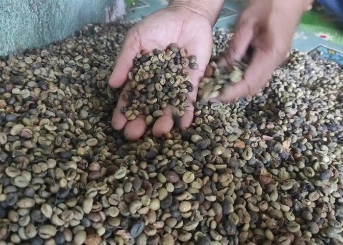 Menjelang Panen Raya, Harga Kopi di Empat Lawang Justru Turun, Petani Diliputi Cemas