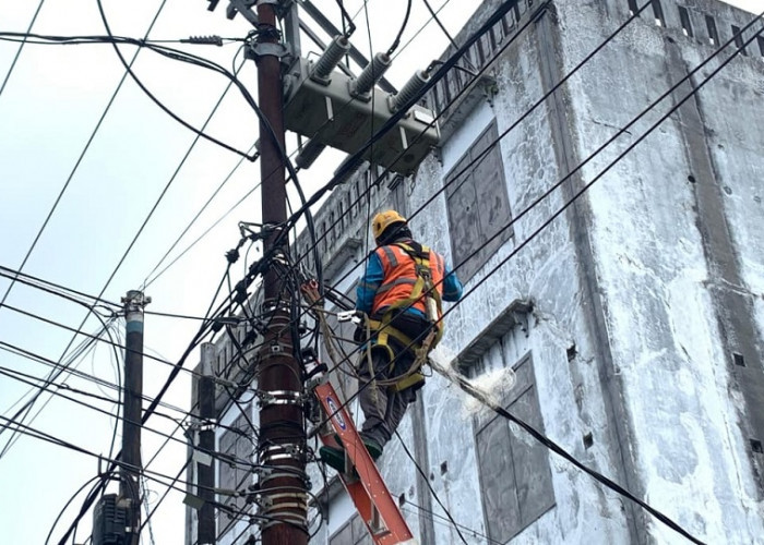 Strategi Preventif PLN Amankan Jaringan Listrik dari Potensi Gangguan Satwa di Bengkulu