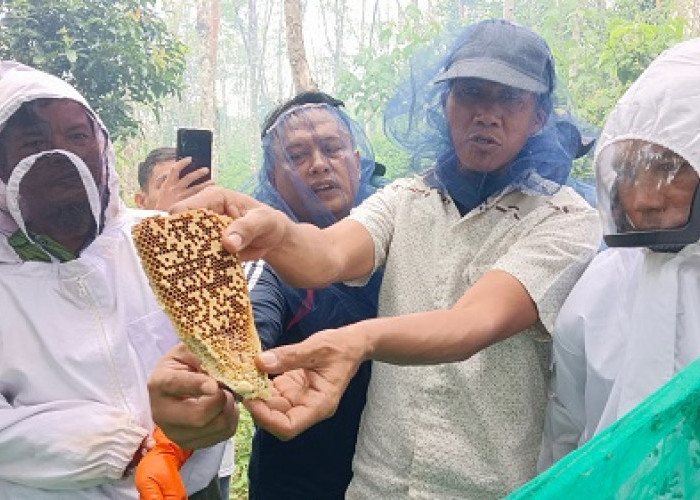 PTBA dan BKSDA Sumsel Dorong Budidaya Lebah Madu di Desa Embawang