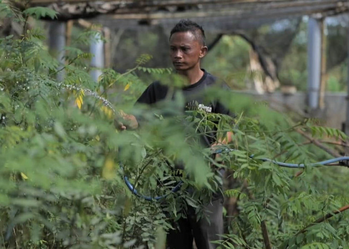 PLN Kembangkan Ekosistem Biomassa Berbasis Pertanian Terpadu, Ubah Lahan Kritis Jadi Hijau dan Produktif