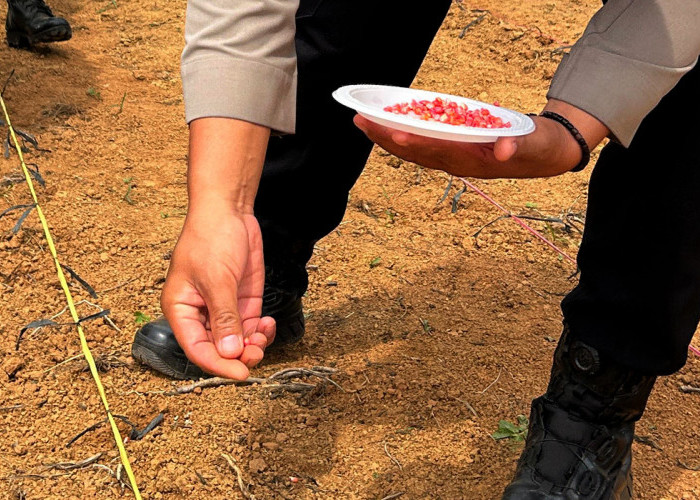 Penanaman Jagung Serentak Kuartal III di Lahan Perhutanan Sosial PT BSP Divisi II SENE Arahan, Ini Harapannya