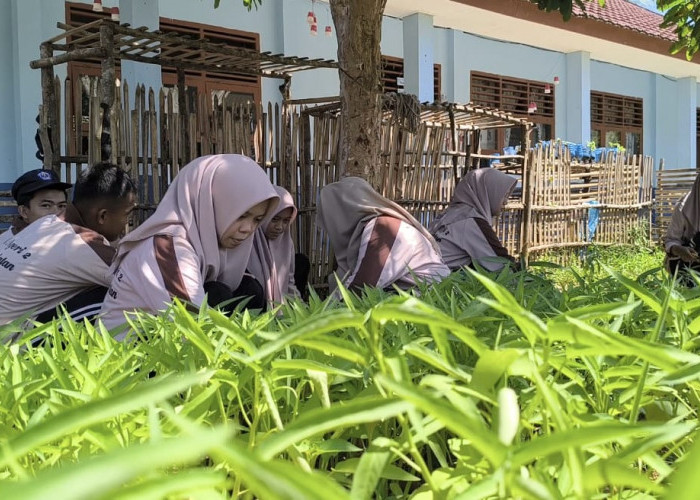 Banyak Lahan Kosong, SMAN 2 Kikim Selatan Ajarkan Siswa Menanam Sayur