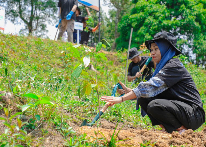 Pulihkan Hutan Bekas Tambang, Aksi Nyata Kelompok Tani Selamatkan Lingkungan Bersama BRI Menanam-Grow & Green