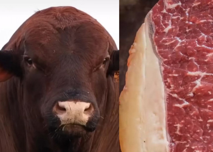 Sapi Brangus Siap Masuk Indonesia, Produk Amerika Serikat, Hasil Perjanjian Donald Trump dan Prabowo Subianto