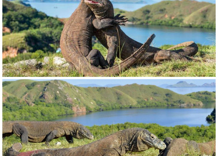 Jejak Sejarah Pulau Komodo, Dari Habitat Naga Purba hingga Destinasi Dunia